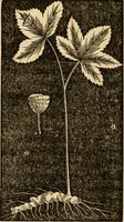 An illustration from The household physician : for the use of families, planters, seamen, and travellers ; being a brief description, in plain language, of all the diseases of men, women, and children, with the newest and most approved methods of curing them / by Ira Warren. (1866)