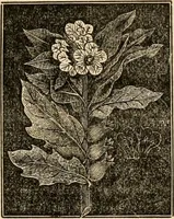 An illustration from The household physician : for the use of families, planters, seamen, and travellers ; being a brief description, in plain language, of all the diseases of men, women, and children, with the newest and most approved methods of curing them / by Ira Warren. (1866)
