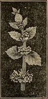 An illustration from The household physician : for the use of families, planters, seamen, and travellers ; being a brief description, in plain language, of all the diseases of men, women, and children, with the newest and most approved methods of curing them / by Ira Warren. (1866)
