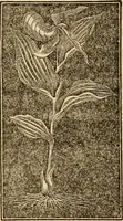 An illustration from The household physician : for the use of families, planters, seamen, and travellers ; being a brief description, in plain language, of all the diseases of men, women, and children, with the newest and most approved methods of curing them / by Ira Warren. (1866)