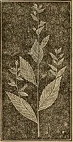An illustration from The household physician : for the use of families, planters, seamen, and travellers ; being a brief description, in plain language, of all the diseases of men, women, and children, with the newest and most approved methods of curing them / by Ira Warren. (1866)