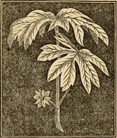 An illustration from The household physician : for the use of families, planters, seamen, and travellers ; being a brief description, in plain language, of all the diseases of men, women, and children, with the newest and most approved methods of curing them / by Ira Warren. (1866)