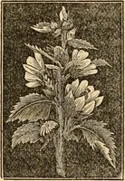 An illustration from The household physician : for the use of families, planters, seamen, and travellers ; being a brief description, in plain language, of all the diseases of men, women, and children, with the newest and most approved methods of curing them / by Ira Warren. (1866)