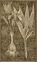 An illustration from The household physician : for the use of families, planters, seamen, and travellers ; being a brief description, in plain language, of all the diseases of men, women, and children, with the newest and most approved methods of curing them / by Ira Warren. (1866)