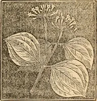 An illustration from The household physician : for the use of families, planters, seamen, and travellers ; being a brief description, in plain language, of all the diseases of men, women, and children, with the newest and most approved methods of curing them / by Ira Warren. (1866)
