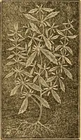 An illustration from The household physician : for the use of families, planters, seamen, and travellers ; being a brief description, in plain language, of all the diseases of men, women, and children, with the newest and most approved methods of curing them / by Ira Warren. (1866)