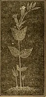 An illustration from The household physician : for the use of families, planters, seamen, and travellers ; being a brief description, in plain language, of all the diseases of men, women, and children, with the newest and most approved methods of curing them / by Ira Warren. (1866)