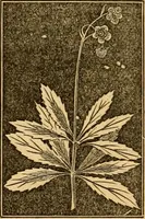 An illustration from The household physician : for the use of families, planters, seamen, and travellers ; being a brief description, in plain language, of all the diseases of men, women, and children, with the newest and most approved methods of curing them / by Ira Warren. (1866)