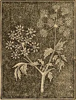 An illustration from The household physician : for the use of families, planters, seamen, and travellers ; being a brief description, in plain language, of all the diseases of men, women, and children, with the newest and most approved methods of curing them / by Ira Warren. (1866)