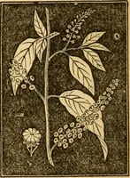 An illustration from The household physician : for the use of families, planters, seamen, and travellers ; being a brief description, in plain language, of all the diseases of men, women, and children, with the newest and most approved methods of curing them / by Ira Warren. (1866)