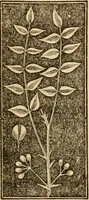 An illustration from The household physician : for the use of families, planters, seamen, and travellers ; being a brief description, in plain language, of all the diseases of men, women, and children, with the newest and most approved methods of curing them / by Ira Warren. (1866)