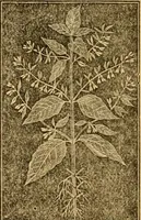 An illustration from The household physician : for the use of families, planters, seamen, and travellers ; being a brief description, in plain language, of all the diseases of men, women, and children, with the newest and most approved methods of curing them / by Ira Warren. (1866)
