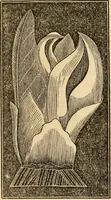 An illustration from The household physician : for the use of families, planters, seamen, and travellers ; being a brief description, in plain language, of all the diseases of men, women, and children, with the newest and most approved methods of curing them / by Ira Warren. (1866)