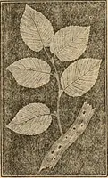 An illustration from The household physician : for the use of families, planters, seamen, and travellers ; being a brief description, in plain language, of all the diseases of men, women, and children, with the newest and most approved methods of curing them / by Ira Warren. (1866)