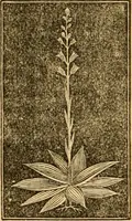An illustration from The household physician : for the use of families, planters, seamen, and travellers ; being a brief description, in plain language, of all the diseases of men, women, and children, with the newest and most approved methods of curing them / by Ira Warren. (1866)