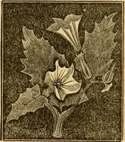 An illustration from The household physician : for the use of families, planters, seamen, and travellers ; being a brief description, in plain language, of all the diseases of men, women, and children, with the newest and most approved methods of curing them / by Ira Warren. (1866)