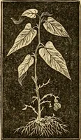 An illustration from The household physician : for the use of families, planters, seamen, and travellers ; being a brief description, in plain language, of all the diseases of men, women, and children, with the newest and most approved methods of curing them / by Ira Warren. (1866)