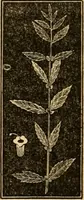 An illustration from The household physician : for the use of families, planters, seamen, and travellers ; being a brief description, in plain language, of all the diseases of men, women, and children, with the newest and most approved methods of curing them / by Ira Warren. (1866)