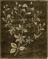 An illustration from The household physician : for the use of families, planters, seamen, and travellers ; being a brief description, in plain language, of all the diseases of men, women, and children, with the newest and most approved methods of curing them / by Ira Warren. (1866)