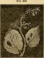 An illustration from The household physician : for the use of families, planters, seamen, and travellers ; being a brief description, in plain language, of all the diseases of men, women, and children, with the newest and most approved methods of curing them / by Ira Warren. (1866)