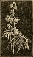 An illustration from The household physician : for the use of families, planters, seamen, and travellers ; being a brief description, in plain language, of all the diseases of men, women, and children, with the newest and most approved methods of curing them / by Ira Warren. (1866)