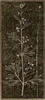 An illustration from The household physician : for the use of families, planters, seamen, and travellers ; being a brief description, in plain language, of all the diseases of men, women, and children, with the newest and most approved methods of curing them / by Ira Warren. (1866)