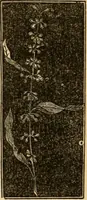 An illustration from The household physician : for the use of families, planters, seamen, and travellers ; being a brief description, in plain language, of all the diseases of men, women, and children, with the newest and most approved methods of curing them / by Ira Warren. (1866)