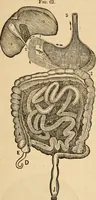 An illustration from The household physician : for the use of families, planters, seamen, and travellers ; being a brief description, in plain language, of all the diseases of men, women, and children, with the newest and most approved methods of curing them / by Ira Warren. (1866)