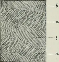 An illustration from Atlas and text-book of dentistry including diseases of the mouth / by Gustav Preiswerk. Edited by George W. Warren. (1906)