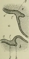 An illustration from Atlas and text-book of dentistry including diseases of the mouth / by Gustav Preiswerk. Edited by George W. Warren. (1906)
