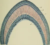 An illustration from Atlas and text-book of dentistry including diseases of the mouth / by Gustav Preiswerk. Edited by George W. Warren. (1906)
