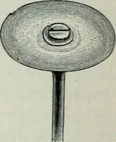 An illustration from Atlas and text-book of dentistry including diseases of the mouth / by Gustav Preiswerk. Edited by George W. Warren. (1906)