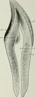 An illustration from Atlas and text-book of dentistry including diseases of the mouth / by Gustav Preiswerk. Edited by George W. Warren. (1906)