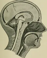An illustration from Atlas and text-book of dentistry including diseases of the mouth / by Gustav Preiswerk. Edited by George W. Warren. (1906)