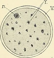 Picture 36 of 231 from Obstetrics : a text-book for the use of students and practitioners / by J. Whitridge Williams ... with eight coloured plates and six hundred and thirty illustrations in the text. (1903), leaf 116