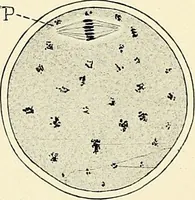 An illustration from Obstetrics : a text-book for the use of students and practitioners / by J. Whitridge Williams ... with eight coloured plates and six hundred and thirty illustrations in the text. (1903)