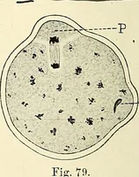 Picture 38 of 231 from Obstetrics : a text-book for the use of students and practitioners / by J. Whitridge Williams ... with eight coloured plates and six hundred and thirty illustrations in the text. (1903), leaf 116