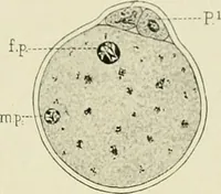 Picture 40 of 231 from Obstetrics : a text-book for the use of students and practitioners / by J. Whitridge Williams ... with eight coloured plates and six hundred and thirty illustrations in the text. (1903), leaf 117