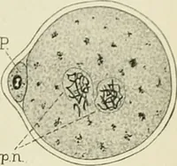 Picture 41 of 231 from Obstetrics : a text-book for the use of students and practitioners / by J. Whitridge Williams ... with eight coloured plates and six hundred and thirty illustrations in the text. (1903), leaf 117