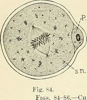 Picture 42 of 231 from Obstetrics : a text-book for the use of students and practitioners / by J. Whitridge Williams ... with eight coloured plates and six hundred and thirty illustrations in the text. (1903), leaf 118