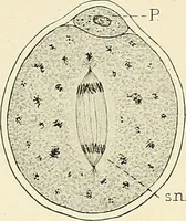 An illustration from Obstetrics : a text-book for the use of students and practitioners / by J. Whitridge Williams ... with eight coloured plates and six hundred and thirty illustrations in the text. (1903)