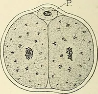 Picture 44 of 231 from Obstetrics : a text-book for the use of students and practitioners / by J. Whitridge Williams ... with eight coloured plates and six hundred and thirty illustrations in the text. (1903), leaf 118