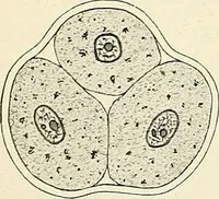 An illustration from Obstetrics : a text-book for the use of students and practitioners / by J. Whitridge Williams ... with eight coloured plates and six hundred and thirty illustrations in the text. (1903)