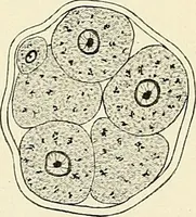 An illustration from Obstetrics : a text-book for the use of students and practitioners / by J. Whitridge Williams ... with eight coloured plates and six hundred and thirty illustrations in the text. (1903)