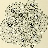 An illustration from Obstetrics : a text-book for the use of students and practitioners / by J. Whitridge Williams ... with eight coloured plates and six hundred and thirty illustrations in the text. (1903)