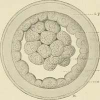 An illustration from Obstetrics : a text-book for the use of students and practitioners / by J. Whitridge Williams ... with eight coloured plates and six hundred and thirty illustrations in the text. (1903)