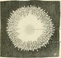 An illustration from Obstetrics : a text-book for the use of students and practitioners / by J. Whitridge Williams ... with eight coloured plates and six hundred and thirty illustrations in the text. (1903)