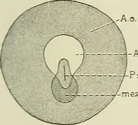 An illustration from Obstetrics : a text-book for the use of students and practitioners / by J. Whitridge Williams ... with eight coloured plates and six hundred and thirty illustrations in the text. (1903)