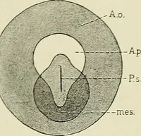 An illustration from Obstetrics : a text-book for the use of students and practitioners / by J. Whitridge Williams ... with eight coloured plates and six hundred and thirty illustrations in the text. (1903)