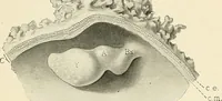 An illustration from Obstetrics : a text-book for the use of students and practitioners / by J. Whitridge Williams ... with eight coloured plates and six hundred and thirty illustrations in the text. (1903)